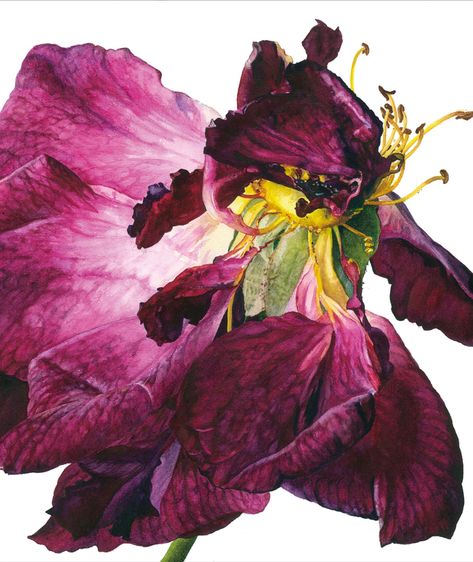 Botanical artist Rosie Sanders takes inspiration from roses in nature, as can be seen by her beautiful paintings. 

The first rose here is 'Enigma’ Rosa Mortimer Sackler (=‘Ausorts’) 'The inner petals have become curled and irregular, weaving around like a sea urchin, and yet the outline is still unmistakably a rose. I love these colours: the lilacs, pinks and purples set among the orangey yellows, each enhancing the other.' she says. Read our feature for more on how the rose inspires artists Rosie Sanders, Billy Kidd, Tree Peony, Detailed Paintings, Rose Art, Rose Painting, Still Life Painting, Wren, Source Of Inspiration