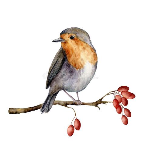 Watercolor robin sitting on tree branch with berries. Hand painted winter illustration with bird and dog rose berrie royalty free illustration Birds On Tree Drawing, Watercolor Robin, Robin Drawing, Branch Drawing, Dog Rose, Bird Sketch, Hummingbird Art, Winter Illustration, Autumn Illustration