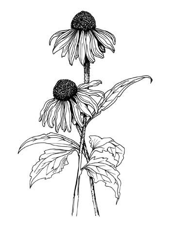 tattoo idea --- tops only Flowers Sketch, Flower Line Drawings, Flower Art Drawing, White Drawing, Flower Sketches, Plant Drawing, 자수 디자인, Black And White Drawing, Botanical Drawings