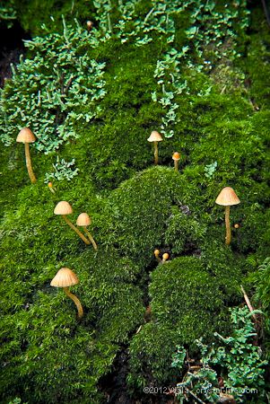 Moss Fairy, Maine Woods, Male Fairy, Early Morning Walk, Sitting Cross Legged, Woodland Walk, Fairy Village, Moss Covered, Fairy Home