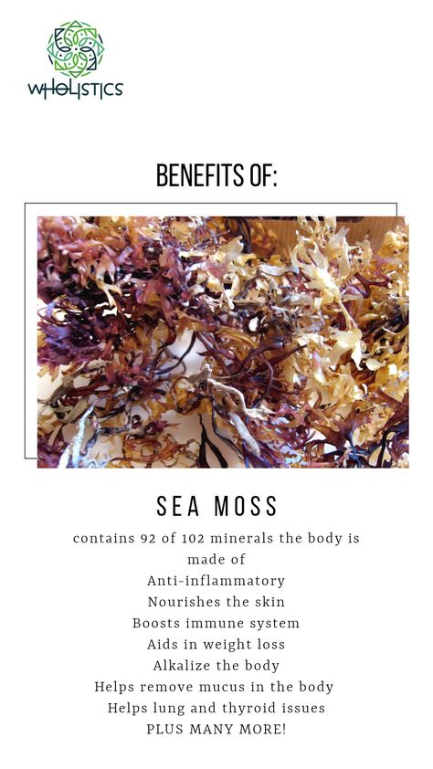 Bladderwrack Benefits, Antibiotics Natural, Iodine Benefits, Sea Moss Benefits, Benefits Of Sea Moss, Seamoss Benefits, Healthy Wellness, Healing Foods, Sea Vegetables