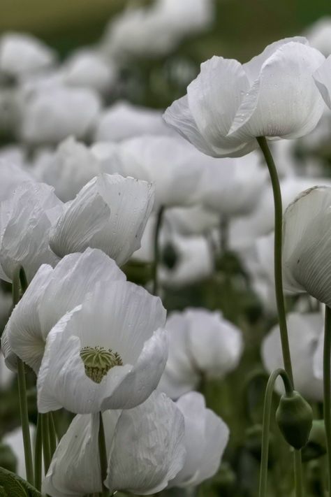 Countryside / Naturecore / Cottage Life / Cottagecore Aesthetic / Meadow / Wildflowers Photography / Floral / Wild Flowers White Poppy Flower Aesthetic, White Poppy Flower Bouquet, Make Floral Arrangements, Wildflowers Aesthetic, Poppy Flower Bouquet, White Poppy Flower, White Poppies, Cottage Core Art, Prairie Flower