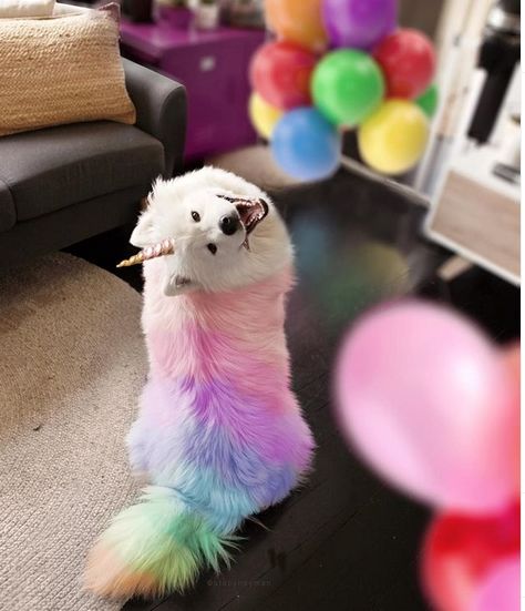 15 Best Halloween Costumes For Your Samoyed 2019 Dogs Playing Pool, Unicorn Dog, Dog Dye, Creative Grooming, Really Cute Puppies, Rainbow Dog, Samoyed Dogs, Dog Coloring Page, Pretty Dogs