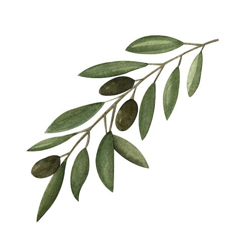 Premium Vector | Hand drawn illustration - olive branch Olive Leaf Illustration, Olive Branch Photography, Olive Branch Vector, Olive Branch Sketch, Olive Branch Drawing, Olive Branch Illustration, Olive Cartoon, Olive Illustration, Olive Tattoo