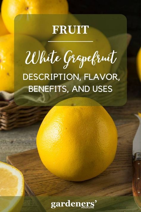 White Grapefruit: Description, Flavor, Benefits, And Uses Grapefruit Benefits, White Grapefruit, Garden Guide, Planting Vegetables, Grapefruit, Health Benefits, Join Us, Product Description, Benefits