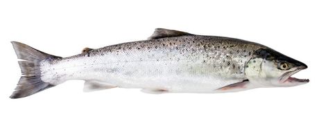 Sea trout fish. Isolated on white background , #Aff, #fish, #trout, #Sea, #background, #white #ad Fish Images, Sea Trout, Sea Background, Trout Fish, Fish Stock, Fish And Meat, Types Of Fish, Clear Background, Background White