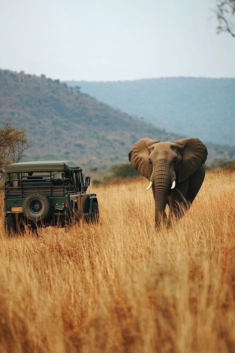 "Embark on a thrilling Safari in South Africa! 🦁🌍 Witness majestic wildlife in their natural habitat, enjoy breathtaking landscapes, and experience the adventure of a lifetime. 🚙🌿 #SouthAfricaSafari #WildlifeAdventure #Nature" South Africa Wildlife, South Africa Safari, Africa Wildlife, Black Wallpaper Iphone Dark, Animal Crackers, African Safari, Nature Reserve, Nature Pictures, Tanzania