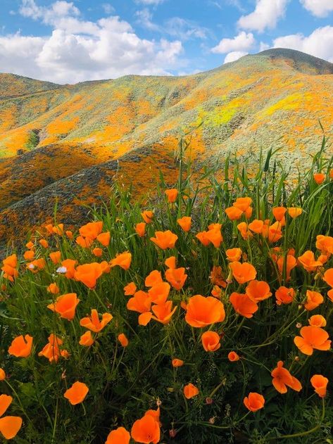 Poppy Field, Venice Beach, The Grass, Nature Aesthetic, Flower Field, Pretty Places, Orange Flowers, Nature Pictures, Orange County