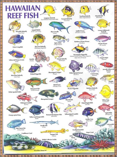 Hawaiian Reef Fish.. I've seen all of these! Can't wait to snorkel so I can say hi to them once again! ( going to Hawaii again ) Fish Chart, Reef Fish, Salt Water Fish, Maui Travel, Hawaiian Art, Types Of Fish, Big Island Hawaii, Saltwater Aquarium, Hawaii Vacation