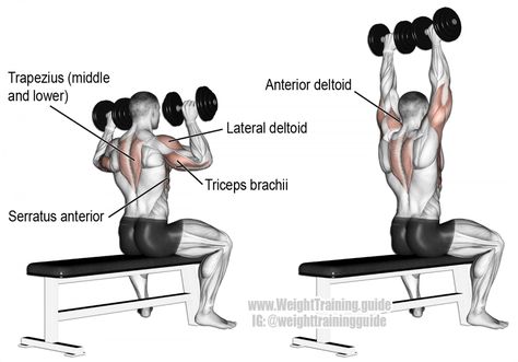 Traps Workout, Dumbbell Shoulder Press, Best Shoulder Workout, Shoulder Training, Compound Exercises, Fitness Style, Overhead Press, Chest Workouts, Shoulder Press