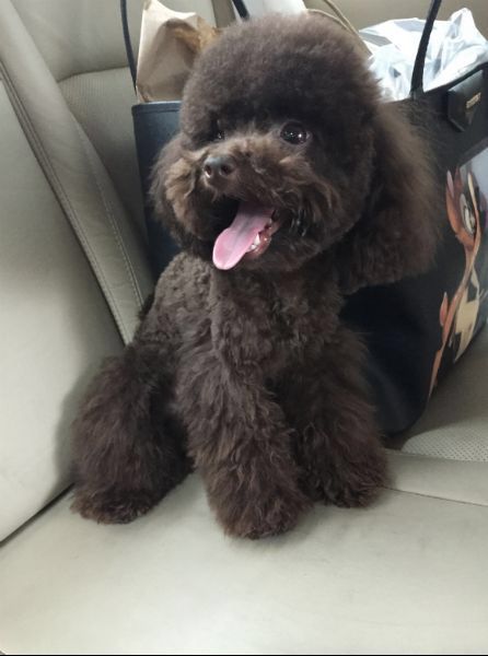 Chocolate teacup poodle! I want!! Chocolate Poodle Toy, Toy Poodle Chocolate, Chocolate Poodle Miniature, Chocolate Mini Poodle, Chocolate Toy Poodle, Teacup Dog Breeds, Chocolate Poodle, Goldendoodle Grooming, Puppy List