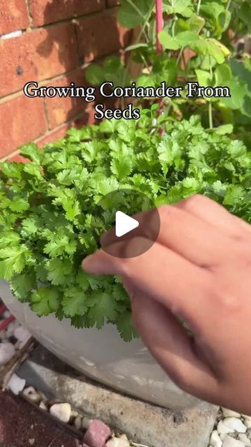 The Gardener on Instagram: "Growing Coriander in a Pot 🌿 #corianderplanting #cilantrogrowth #homegarden #pottedherbs #urbangardening by  roots_and_shoots21" How To Grow Coriander, Growing Coriander, Pot Gardening, Planting Tips, Garden Life, Garden Quotes, Herb Pots, Garden Show, Garden Oasis