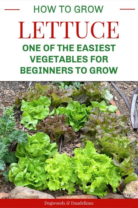 lettuce growing in the fall garden When To Plant Lettuce, Garden Lettuce, How To Grow Lettuce, Easiest Vegetables To Grow, Planting Lettuce, Grow Lettuce, Types Of Lettuce, Gardening Backyard, Best Vegetables