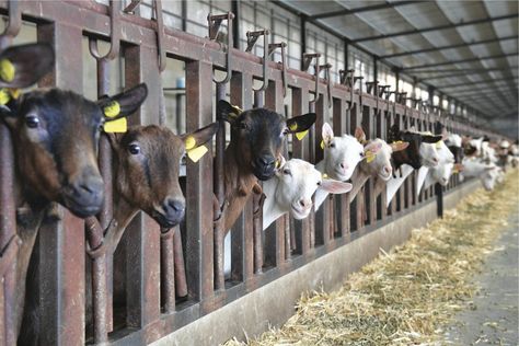 Goat Farm, Goats Grazing, Goat Farm Aesthetic, Goat Milking Parlor, Backyard Chicken Coop Diy, Poultry Farm Buildings, Cow Shed Design, Goats On A Farm, Sheep Shelter