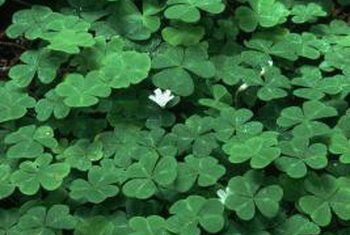 Wood sorrel. There are more than 300 Oxalis species and there is some variation in hardiness. Shamrock (Oxalis acetosella) is commonly grown as a houseplant. Generally 6 to 10 inches in height , they can spread nearly indefinitely by underground runners. They usually bloom in spring and fall, producing pink, purple, red, white or yellow flowers. Clover Fairy, Oxalis Acetosella, Clover Field, Banana Blossom, Wood Sorrel, Twitter Backgrounds, Fairy Tattoo, Ground Cover Plants, Wallpaper Gallery