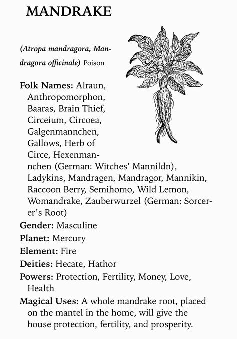 Mandrake Root Magical Properties, Magick Herbs, Kitchen Witch, Planting Herbs, Alchemy, Witch, Herbs, Plants, Flowers