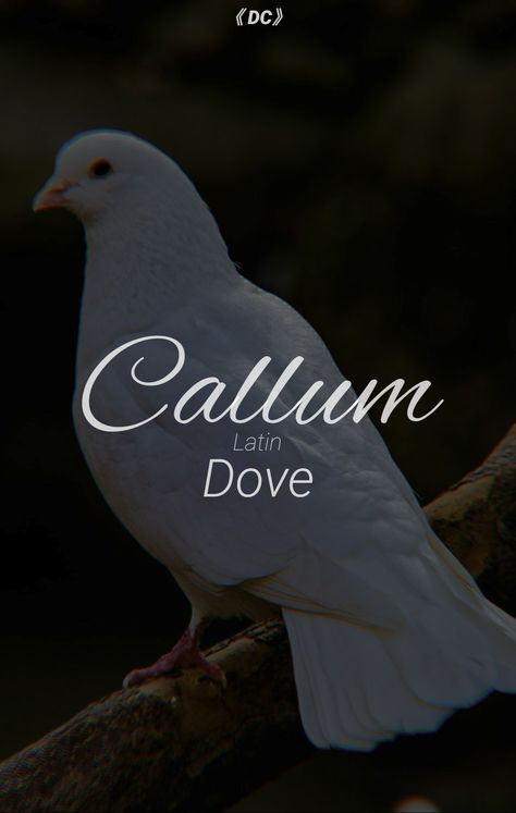 Names Meaning Freedom, Dove Meaning, Dove Name, Camden Name Meaning, Latin Names And Meanings, Ice Names, Dove Spirit Animal Meaning, Mythical Names, Interesting Names