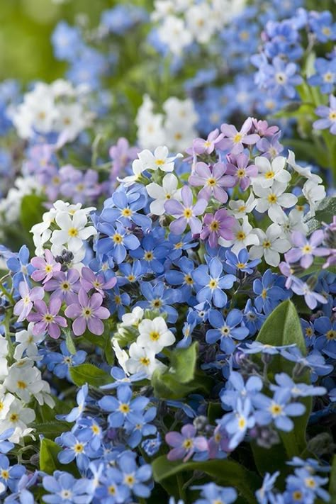 Forget Me Nots Flowers, Blue Spring Flowers, Periwinkle Flowers, Modern Flowers, Tattoo Flowers, Nothing But Flowers, Forget Me Nots, Beautiful Bouquet Of Flowers, Pretty Plants