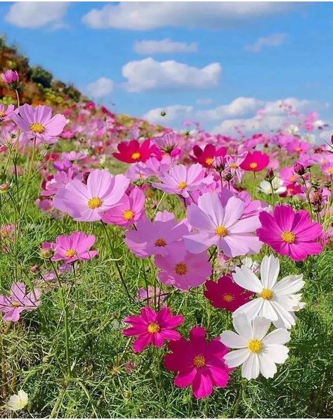 Cosmos Flower Field, Field Of Cosmos Flowers, Cosmos Flowers Garden, Cosmos Flowers, Wallpaper Nature Flowers, Flower Landscape, Flower Phone Wallpaper, Beautiful Flowers Pictures, Flower Art Painting