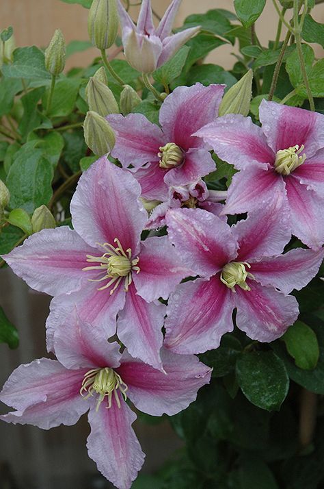 Piilu Clematis, Clematis Piilu, Clematis Garden, Clematis Flower, Clematis Vine, Fuchsia Flowers, Flower Sleeve, Climbing Vines, Balloon Flowers