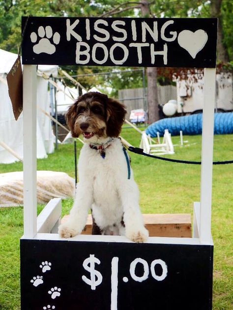 Dog kissing booth. Great fundraiser! Dog Kissing Booth, Dog Adoption Event, Dog Fundraiser, Dog Themed Birthday Party, Dog Waiting, Valentines Day Dog, Cheap Dogs, Dog Birthday Party, Kissing Booth