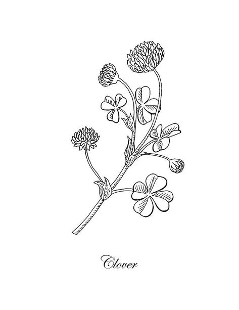 Sunflower And Four Leaf Clover Tattoo, Clover Flower Drawing, Clover Flower Tattoo, Past Present Future Tattoo, Lucky Clover Tattoo, Clover Drawing, Flower Tattoo Stencils, Four Leaf Clover Tattoo, Nouveau Tattoo