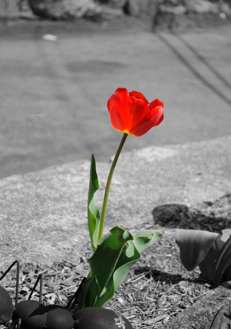 This photo shows emphasis through contrast. While the background is monotone black and white, the vibrant red of the rose shows the artists emphasis on it. Principles Of Photography, Emphasis In Art, Visual Elements Of Art, Tapu Koko, Photography Elements, Contrast Photography, Leading Lines, Photography Assignments, Drawing Examples