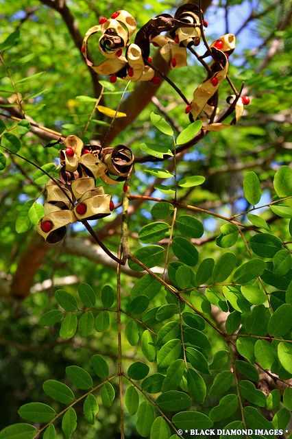 Red Sandalwood Red Sandalwood Tree, Sandalwood Tree, Flower Fence, Bead Tree, Peacock Flower, Amazing Trees, Red Sandalwood, Sacred Plant, Plants Ideas