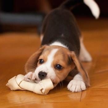 Beagle Pictures, Beagle Hound, Baby Beagle, Pocket Beagle, Positive Dog Training, Hound Puppies, Cute Beagles, Beagle Puppy, Beagle Dog