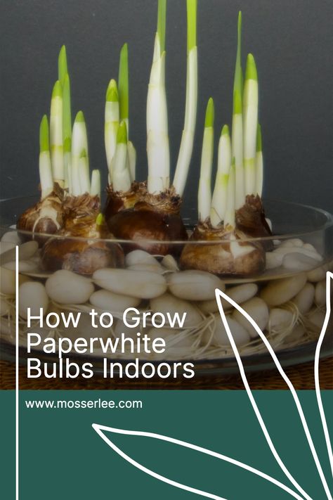 Growing lovely Paperwhite bulbs indoors is a fun fall or winter project. There are many varieties and colors available, so they can accent any décor, table and room. Bulbs are little storehouses of energy, so they do not require fertilizers and soil. Mosser Lee Decorator Series Polished Stones, Rocks and Gravels provide the best environment to grow these beautiful indoor plants. How To Plant Paperwhites Indoors, Planting Paperwhites Indoors, Winter Bulbs Indoors, Forcing Bulbs Indoors, Growing Bulbs Indoors, Forcing Bulbs, Beautiful Indoor Plants, Décor Table, Growing Bulbs