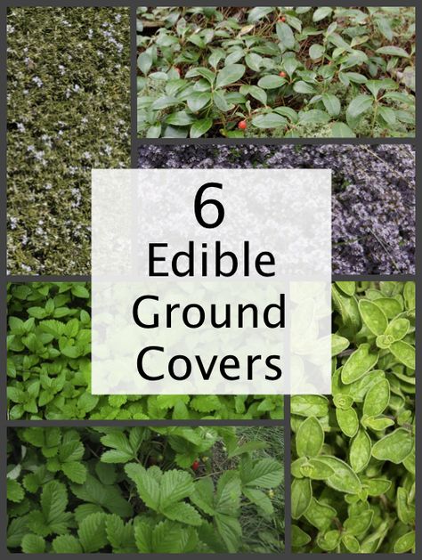 6 Edible Ground Cover Plants For Your Yard Portage Garden, Ground Plants, Edible Landscape, Ground Covers, Landscape Beautiful, Edible Landscaping, Veg Garden, Ground Cover Plants, Wild Edibles