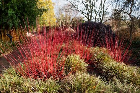 Cornus Alba Sibirica, Red Osier Dogwood, Cornus Alba, Red Twig Dogwood, Burning Bush, Hillside Landscaping, Free Plants, Woodland Garden, Winter Warmers