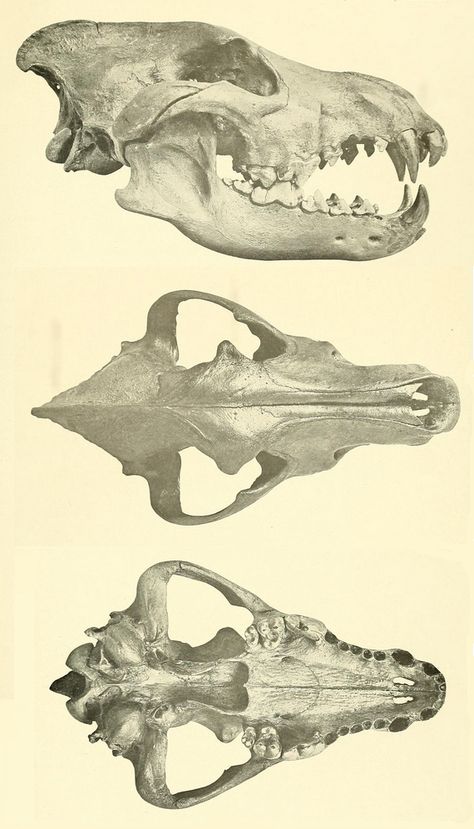 Wolf Skull Anatomy, Dog Skull Anatomy, Animal Skull Side View, Dire Wolf Skull, Wolf Skull Side View, Wolf Skull Reference, Wolf Skull Drawing, Wolf Anatomy, Skull Side View