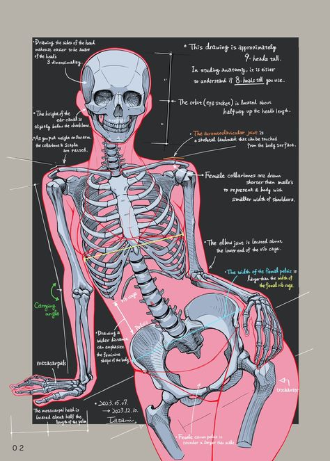 Human Ribs, Human Body Projects, Female Skeleton, Human Skeleton Anatomy, Back Drawing, Female Anatomy Reference, Skeleton Anatomy, Anatomy Practice, Skeleton Drawings