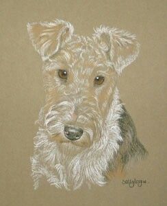 Sweet face! Wire Haired Terrier, Wirehaired Fox Terrier, Watercolor Dogs, Smiling Animals, Schnauzer Art, Smooth Fox Terriers, Lakeland Terrier, Fox Dog, Welsh Terrier