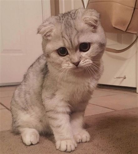 Literally me on Monday morning. 𝐒𝐜𝐨𝐭𝐭��𝐢𝐬𝐡 𝐅𝐨𝐥𝐝 #cute #pet #kittens Munchkin Cat Scottish Fold, Cat Meowing, Scottish Fold Kittens, Images Cartoon, Cat Wallpapers, Wallpapers Pictures, Cat Images, Munchkin Cat, Pictures Funny