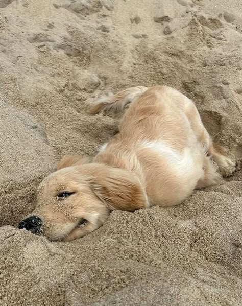 Chien Golden Retriever, Cute Doggos, Cute Animals Puppies, Very Cute Dogs, Dream Dog, Cute Animal Photos, Golden Retrievers, Little Animals, Cute Pets