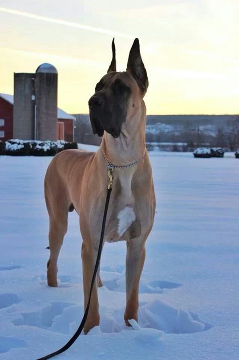 Kane. He's probably my favorite fawn :) Great Dane Fawn, Cute Great Dane, Apartment Dog, Blue Merle Great Dane, Merle Great Danes, Great Dane Puppies, Apartment Dogs, Dane Puppies, Dog Grooming Tips