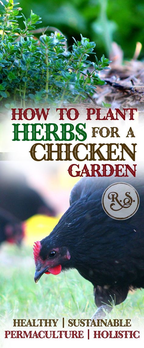 Urban Chicken Farming, Plant Herbs, Grow Herbs, Urban Chickens, Backyard Garden Layout, Backyard Garden Landscape, Chicken Garden, Potager Garden, Health Ideas