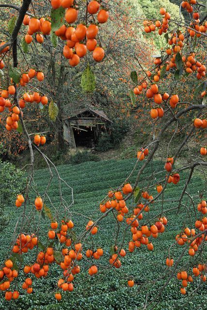 Why Persimmon Trees Make Excellent Fall Additions to Your Garden in the St. Louis Area | Home | laduenews.com Japanese Guide, Tea Field, Persimmon Tree, Inspiration Wallpaper, Japanese Lanterns, Beautiful Fruits, Kyushu, Beautiful Colours, Kyoto Japan