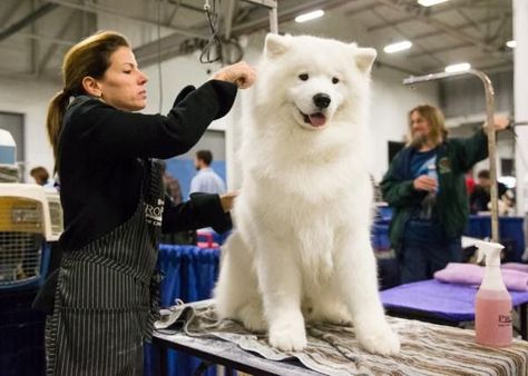 Samoyed puppy price range & cost. How much are samoyed puppies? 2024 Siberian Samoyed, What Cats Can Eat, Samoyed Puppy, Samoyed Dogs, Cute Dog Pictures, Bear Dog, White Dogs, Happy Dogs, Dog Grooming