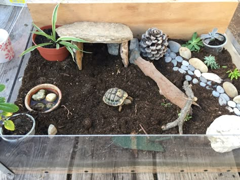 Terrarium tortue terrestre Turtle Terrarium Indoor, Terrarium For Turtles, Tortoise Cage Indoor, Red Footed Tortoise Habitat Indoor, Tortoise Habitat Indoor, Turtle Terrarium Ideas, Tortoise Enclosure Indoor, Tortoise Terrarium, Turtle Cage