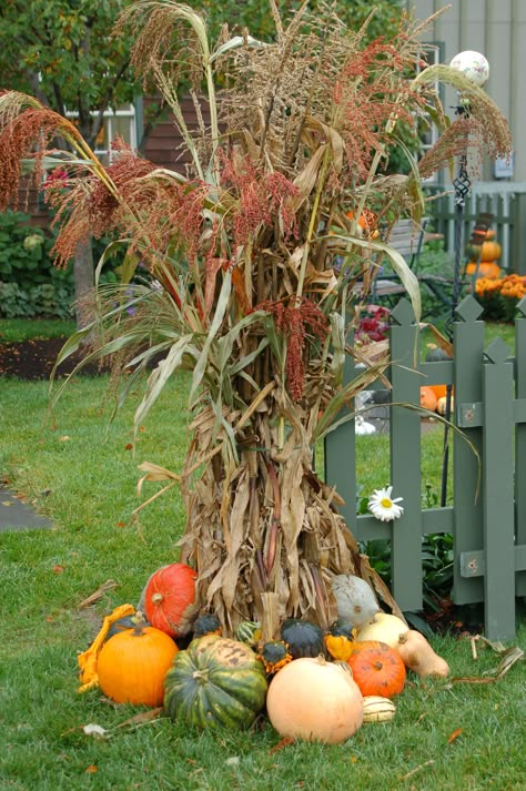 Decorations With Corn Stalks, Cornstalk Decorating Ideas, Outside Fall Decor Hay Bales, Outdoor Fall Displays With Hay Bales, Fall Fence Decorating Ideas, Decorating With Corn Stalks, Front Yard Fall Decor Ideas With Hay, Outdoor Fall Decor Hay Bales, Fall Decorations Outdoor