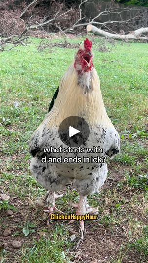 546K views · 31K reactions | 🍗🍗🍗😏

#drumstick #chicken #jokes #funnyanimals #dadjokes #rooster #chickensofinstagram #comedy #laugh #chickenhappyhour | Chicken Happy Hour Egg Jokes, Drumstick Chicken, Chicken Jokes, Chicken Images, Olympic Theme, Good Morning Funny Pictures, Good Morning Funny, Cute Jokes, Cute Animal Pictures