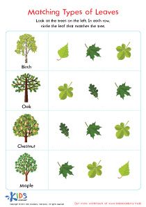 Types of Leaves Printable Worksheet   #kids #preschool #kindergarten #kindergartenworksheets #preschoolworksheets #worksheets #printables #lettering #learning #tracing #tracingworksheets #handwriting #writing #coloring #subtraction #balancing #art #counti States Of Matter Worksheet, Trees For Kids, Kindergarten Special Education, Free Worksheets For Kids, Sink Or Float, Planting For Kids, Animal Worksheets, The Learning Experience, Plant Science