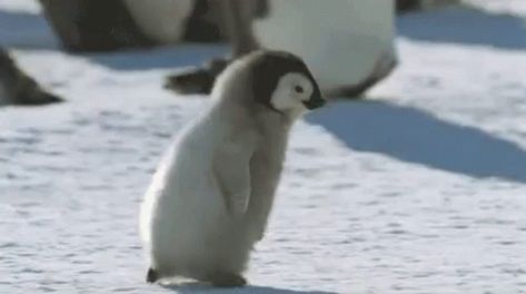 Penguin GIF - Penguin Running - Discover & Share GIFs Penguin Awareness Day, Happy Penguin, Running Gif, Baby Penguins, Cute Penguins, Cool Pets, What’s Going On, Pretty And Cute, 귀여운 동물