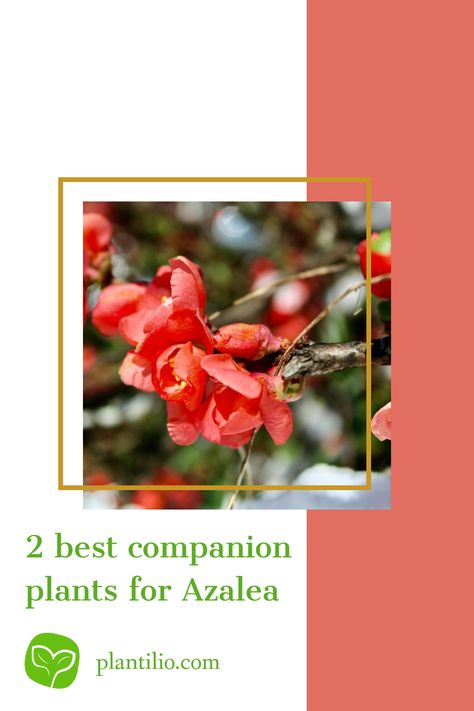 2 best companion plants for Azalea Best Companion Plants, Companion Plants, Companion Planting, Planting, Plants