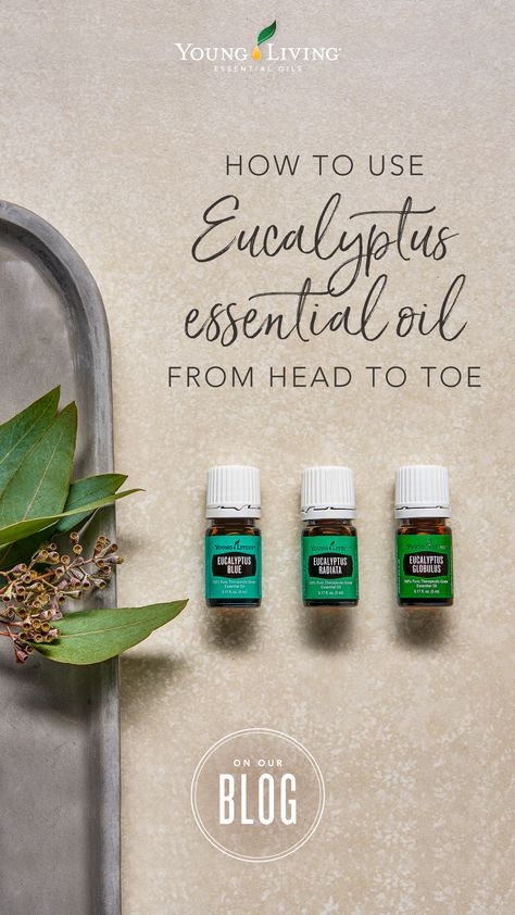 Eucalyptus Essential Oil Uses, Natural Hacks, Young Living Oils Recipes, Essential Oils Young Living, Living Oils Recipes, Essential Oil Usage, Essential Oils For Pain, Anointing Oil, Young Living Essential Oils Recipes