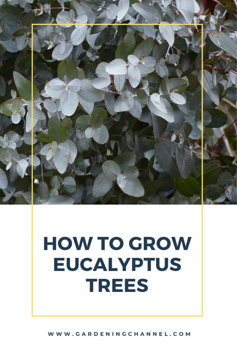 Eucalyptus trees with text overlay How to Grow Eucalyptus trees. Grow Eculyptus, Small Eucalyptus Tree, How To Care For Eucalyptus Plant, Growing Eucalyptus Outside, Eucalyptus Landscaping, Eucalyptus Garden Ideas, How To Grow Eucalyptus Plants, Eucalyptus Plant Outdoor, Planting Eucalyptus Outside