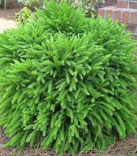 Shrubs For Landscaping, Evergreen Landscape, Evergreen Bush, Shade Shrubs, Small Shrubs, Front Landscaping, Garden Shrubs, Evergreen Shrubs, Landscaping Plants